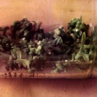 Moldy food with green and white growths.