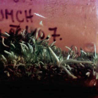 Caterpillars on plant leaves in container.