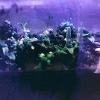Vintage underwater plant life through glass.