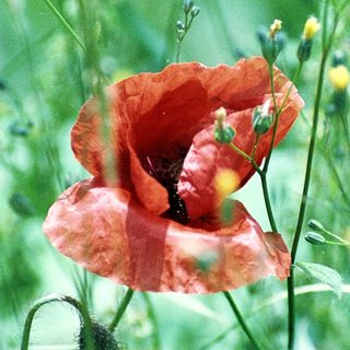 Bright red poppies in lush green field.