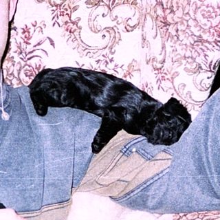 Young man playing video game with dog on lap.