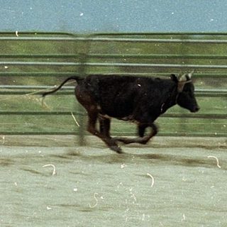 Cowboy rodeo event: rider chasing calf.
