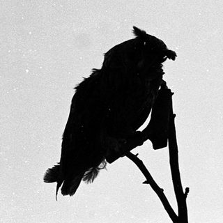 Silhouette of bird perched on bare branch.