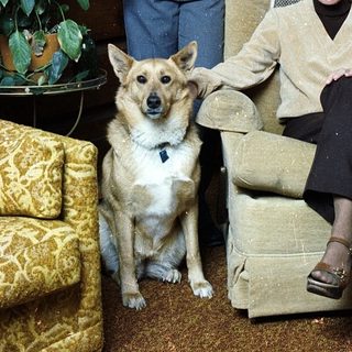Family portrait with man, boy, and dog indoors.