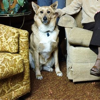 Family portrait with man, boy, and dog indoors.