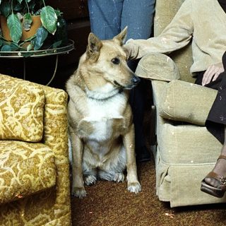 Family portrait with two boys, woman, and dog indoors.