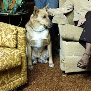 Family portrait with two boys, woman, and dog indoors.