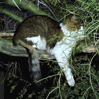 Cat resting upside-down on tree branch.