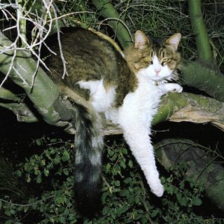 Cat resting on a tree branch.
