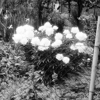 Burned flower bushes behind chain-link fence.