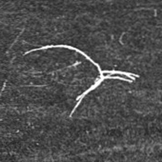 Open field with scattered birds, dense forest background.