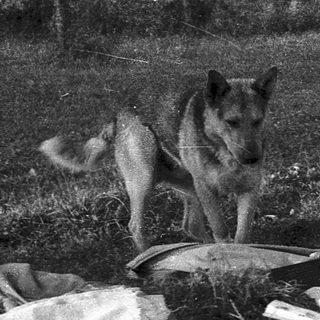 Two elderly people sitting outdoors with dog, surrounded by household items and firewood.
