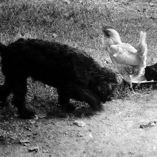 Predatory dog attacking rooster near fence.