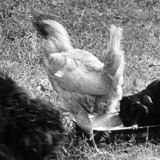 Predatory dog attacking rooster near fence.
