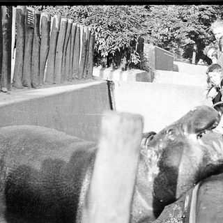 People observing a large elephant in an urban setting.