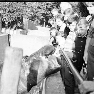 People observing a large elephant in an urban setting.