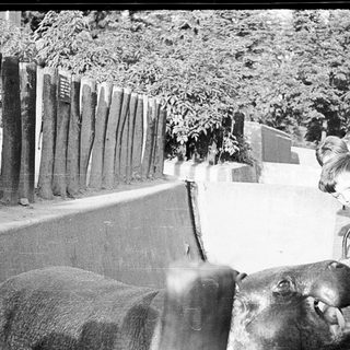 Children observing a hippopotamus at a zoo enclosure.