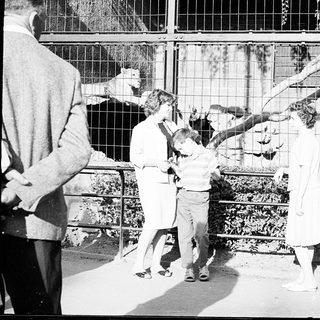 Family feeding zoo monkeys through enclosure bars.
