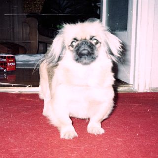 White Pekingese dog sitting indoors on red mat.