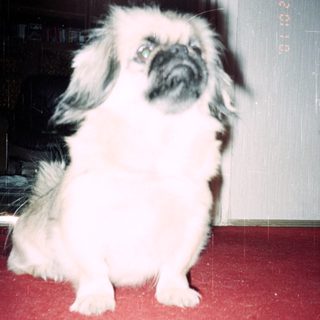 Cute white Pekingese dog sitting indoors.