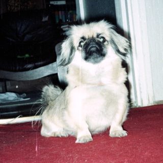 Cute dog sitting indoors on red carpet.