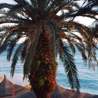 Tall palm tree by ocean with thatched umbrellas.