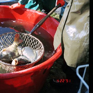 Fishing net lifting live fish from water bucket.
