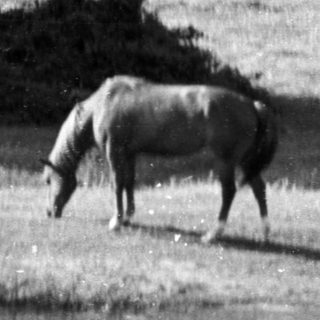 Two horses grazing near a water source.