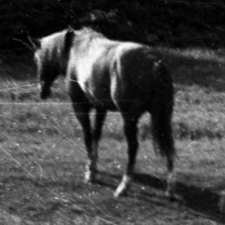 Two horses grazing near a water's edge.