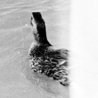 A duck swimming near shallow water.