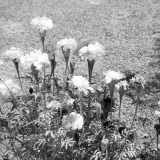 Vintage photo of white carnations in garden soil.