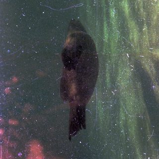 A seal swimming in an indoor aquatic enclosure.