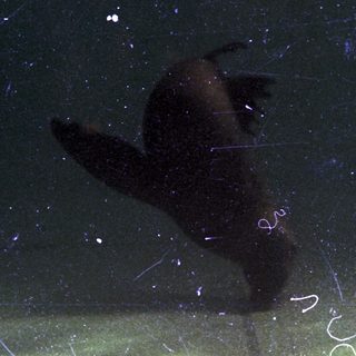 Diver performing underwater handstand near surface.