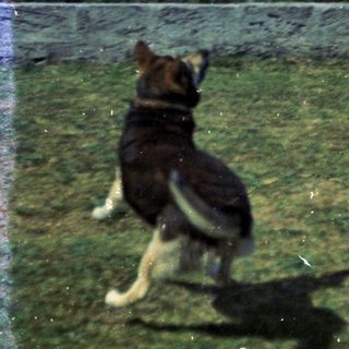 Dog running on grass near fence.