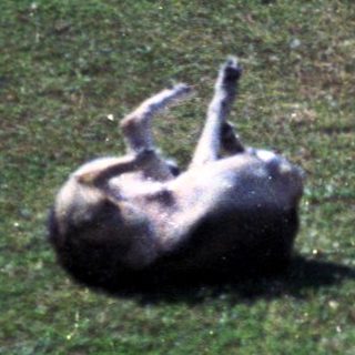 Child playing with fallen cow in grassy yard.