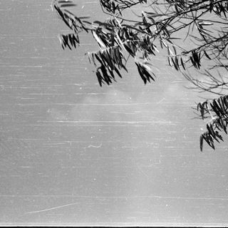 Tree branches casting shadows on a wall.