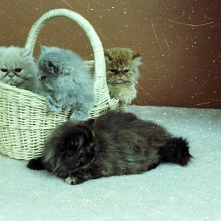Three kittens in a basket, one outside.