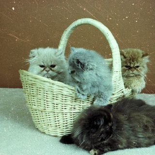 Three kittens in a basket, one outside.