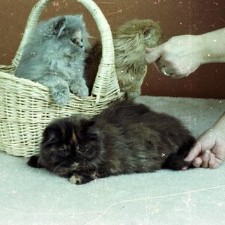 Three kittens in basket, one being petted.