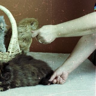 Three kittens in basket, one being petted.