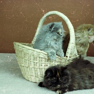 Three kittens in basket, one being petted.
