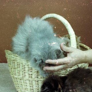 Person grooming cat with blue fur in basket.