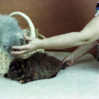 Person grooming cat with blue fur in basket.
