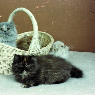 Two cats in a wicker basket.