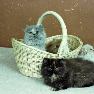 Two cats in a wicker basket.