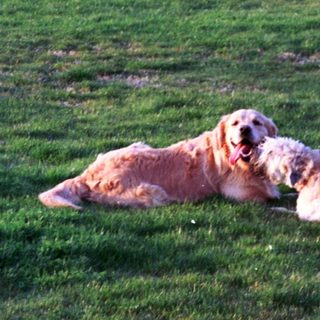 Golden retriever puppy resting on grass.