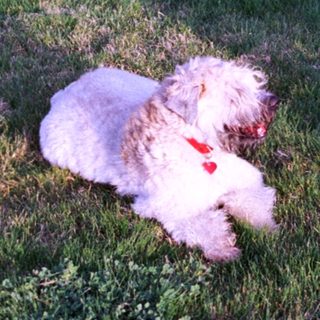 Two dogs relaxing in sunny grass.