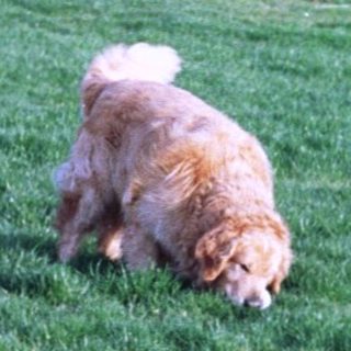 Two dogs playing in grassy park with person nearby.