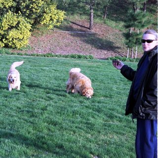 Two dogs playing in grassy park with person nearby.