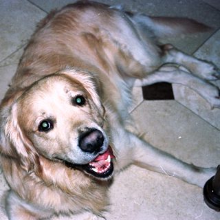 Golden retriever dog smiling indoors.
